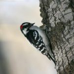 Downy WoodPecker