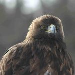 Golden Eagle