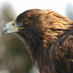 LandGoldenEagle