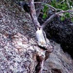 Peregrine Falcon 1
