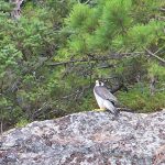 Peregrine Falcon 4