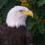 LandBaldEagle