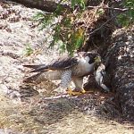 LandPeregrineFalcon