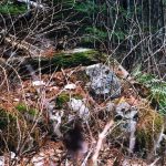 Pants Lake Gravesite 3