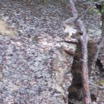 Peregrine Falcon 14 Flying - Corbeau Rock