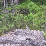 Peregrine Falcon 15 - Corbeau Rock