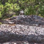 Peregrine Falcon 27 - Corbeau Rock