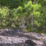 Peregrine Falcon 30 Flying - Corbeau Rock