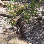 Peregrine Falcon 36 Hunting - Corbeau Rock