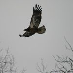 Young Bald Eagle Kipawa Dump 2007
