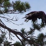 Young Bald Eagle Lauching